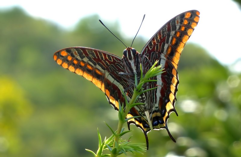 i Charaxes di Monte Malbe